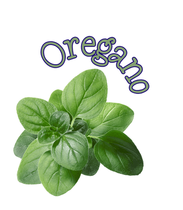 Oregano oregano herb
